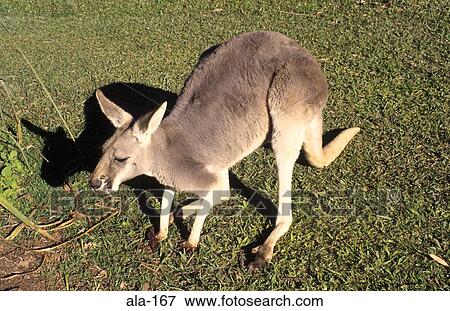 Kangaroo View Large Photo Image Stock Photo - Kangaroo. Fotosearch