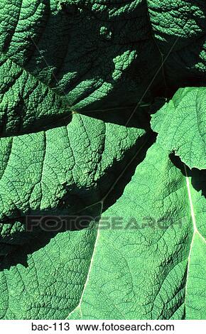 Stock Image - Large Green Leaf. Fotosearch