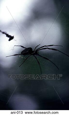Large Jungle Spider on Web View Large Photo Image Stock Image - Large Jungle Spider on Web. Fotosearch