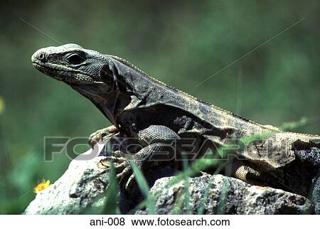 Stock Photo - Large Mexican Lizard on a Rock. Fotosearch