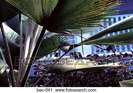 Leaves India View Large Photo Image Stock Image - Leaves India. Fotosearch