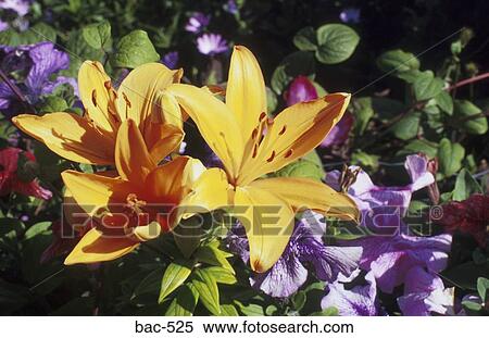 Stock Photography - Lilies. Fotosearch