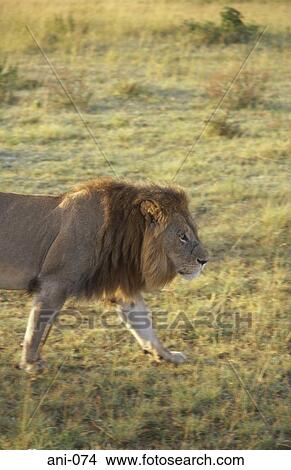 Lion Masai Mara National Reserve Kenya View Large Photo Image Picture - Lion Masai Mara National Reserve Kenya. Fotosearch