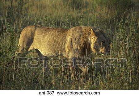 Lion Masai Mara National Reserve Kenya View Large Photo Image Stock Photo - Lion Masai Mara National Reserve Kenya. Fotosearch