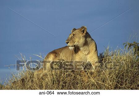 Lioness Masai Mara National Reserve Kenya View Large Photo Image Picture - Lioness Masai Mara National Reserve Kenya. Fotosearch