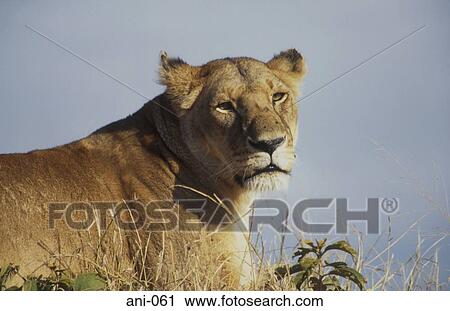 Stock Image - Lioness Masai Mara National Reserve Kenya. Fotosearch