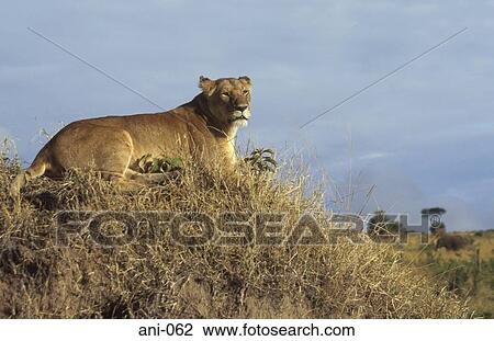 Stock Image - Lioness Masai Mara National Reserve Kenya. Fotosearch