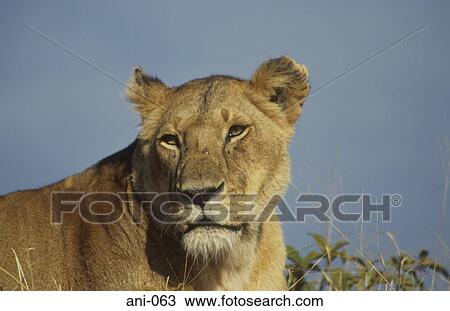 Stock Image - Lioness Masai Mara National Reserve Kenya. Fotosearch