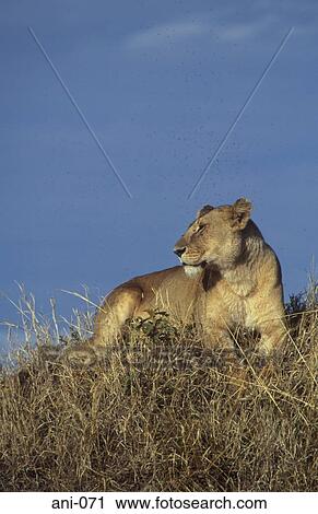 Lioness Masai Mara National Reserve Kenya View Large Photo Image Stock Image - Lioness Masai Mara National Reserve Kenya. Fotosearch