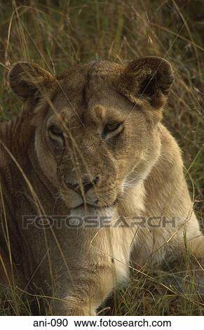 Stock Image - Lioness Masai Mara National Reserve Kenya. Fotosearch