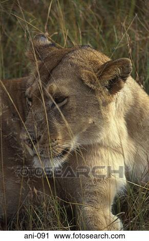 Lioness Masai Mara National Reserve Kenya View Large Photo Image Stock Image - Lioness Masai Mara National Reserve Kenya. Fotosearch