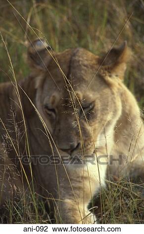 Lioness Masai Mara National Reserve Kenya View Large Photo Image Stock Image - Lioness Masai Mara National Reserve Kenya. Fotosearch