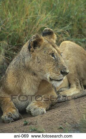 Lioness Masai Mara National Reserve Kenya View Large Photo Image Stock Photo - Lioness Masai Mara National Reserve Kenya. Fotosearch