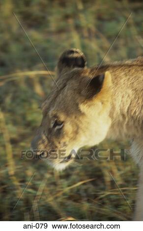 Stock Photo - Lioness Masai Mara National Reserve Kenya. Fotosearch