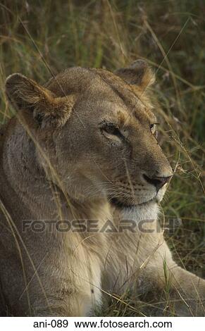 Stock Photo - Lioness Masai Mara National Reserve Kenya. Fotosearch