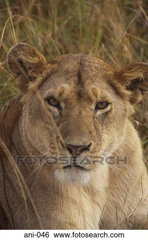 Lioness Masai Mara National Reserve Kenya View Large Photo Image Stock Photograph - Lioness Masai Mara National Reserve Kenya. Fotosearch