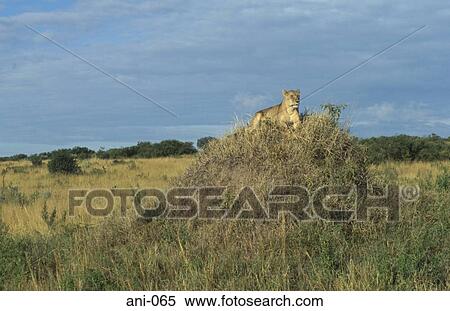 Lioness Masai Mara National Reserve Kenya View Large Photo Image Stock Photography - Lioness Masai Mara National Reserve Kenya. Fotosearch