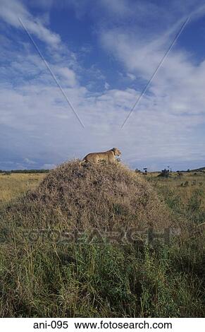 Stock Photography - Lioness Masai Mara National Reserve Kenya. Fotosearch