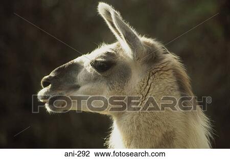 Stock Image - Llama. Fotosearch
