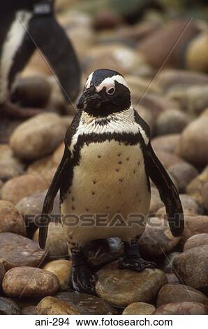 Magellan Penguin View Large Photo Image Picture - Magellan Penguin. Fotosearch