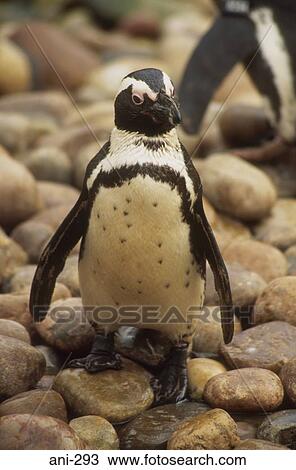 Magellan Penguin View Large Photo Image Stock Image - Magellan Penguin. Fotosearch