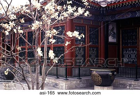 Magnolia Tree in Bloom Outside Summer Palace View Large Photo Image Stock Photography - Magnolia Tree in Bloom Outside Summer Palace. Fotosearch