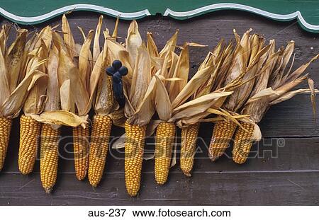 Maize Cobs Drying Austria View Large Photo Image Stock Photo - Maize Cobs Drying Austria. Fotosearch