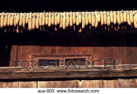 Maize Hanging from Old Wooden Building Austria View Large Photo Image Stock Image - Maize Hanging from Old Wooden Building Austria. Fotosearch