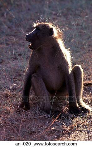 Male Baboon View Large Photo Image Stock Image - Male Baboon. Fotosearch