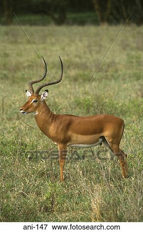 Stock Photo - Male Impala Lake Nakuru National Reserve Kenya. Fotosearch