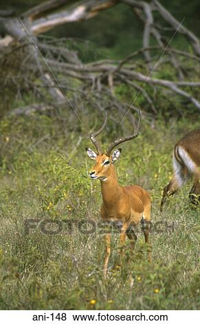 Male Impala Lake Nakuru National Reserve Kenya View Large Photo Image Stock Photo - Male Impala Lake Nakuru National Reserve Kenya. Fotosearch
