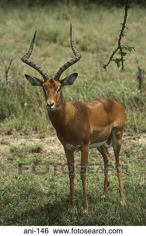 Male Impala Lake Nakuru National Reserve Kenya View Large Photo Image Stock Photograph - Male Impala Lake Nakuru National Reserve Kenya. Fotosearch