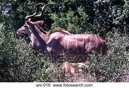Stock Photograph - Male Kudu (Wildebeest-like animal) Eating Leaves. Fotosearch