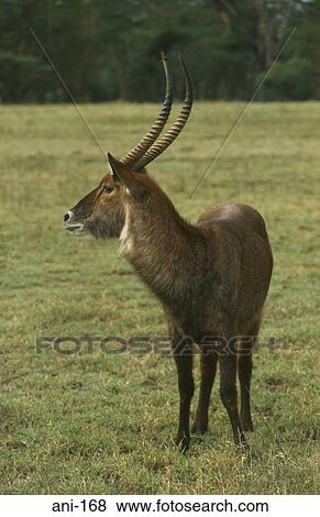 Male Waterbuck Lake Nakuru National Reserve Kenya View Large Photo Image Stock Photo - Male Waterbuck Lake Nakuru National Reserve Kenya. Fotosearch