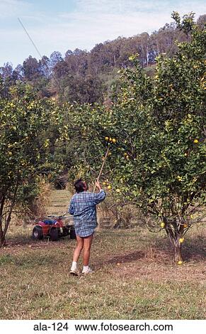 Man Harvesting Lemons in Orchard Australia View Large Photo Image Picture - Man Harvesting Lemons in Orchard Australia. Fotosearch