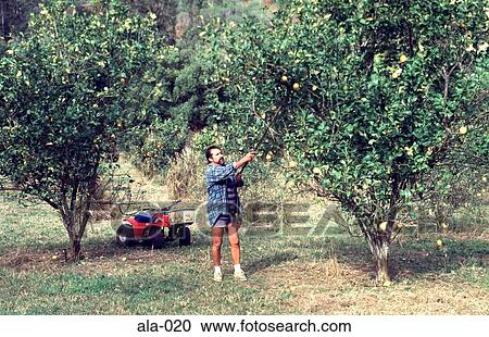 Man Harvesting Lemons Queensland Australia View Large Photo Image Stock Image - Man Harvesting Lemons Queensland Australia. Fotosearch