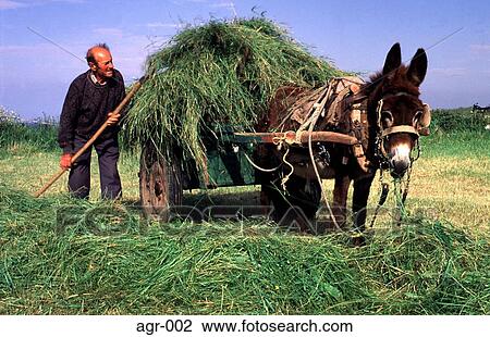 Man Loading a Donkey Cart with Grass Spain View Large Photo Image Stock Image - Man Loading a Donkey Cart with Grass Spain. Fotosearch