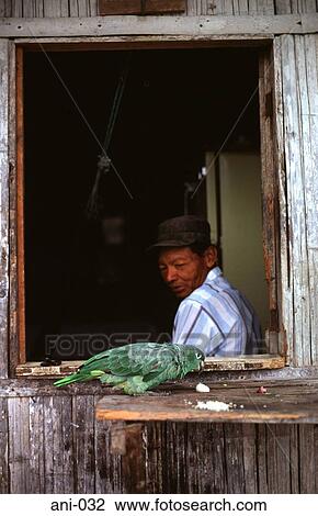 Stock Image - Man Looking at Green Parrot. Fotosearch