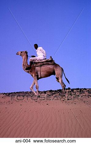 Man Riding Camel Across a Dune View Large Photo Image Picture - Man Riding Camel Across a Dune. Fotosearch