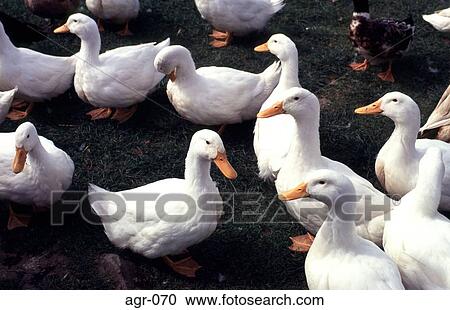 Many White Ducks in a Field View Large Photo Image Stock Image - Many White Ducks in a Field. Fotosearch