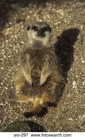 Stock Photo - Meerkat. Fotosearch