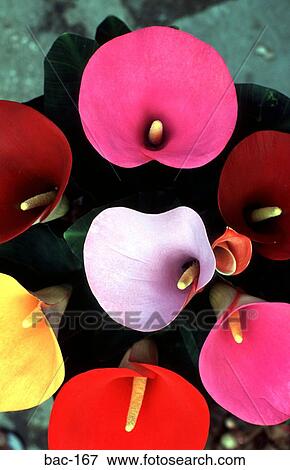 Mexican Coloured Lilies View Large Photo Image Stock Photo - Mexican Coloured Lilies. Fotosearch