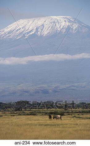 Mount Kilamanjaro Amboseli National Reserve Kenya View Large Photo Image Picture - Mount Kilamanjaro Amboseli National Reserve Kenya. Fotosearch