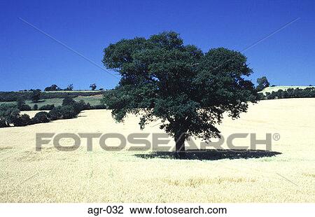 Oak Tree in a Field of Wheat View Large Photo Image Stock Image - Oak Tree in a Field of Wheat. Fotosearch