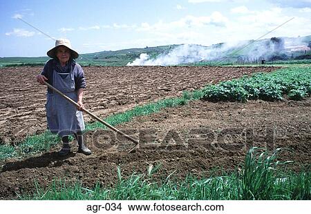 Old Woman Raking Field with Hoe Spain View Large Photo Image Picture - Old Woman Raking Field with Hoe Spain. Fotosearch