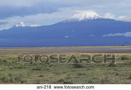 Ostrich Amboseli National Reserve Kenya View Large Photo Image Stock Photo - Ostrich Amboseli National Reserve Kenya. Fotosearch