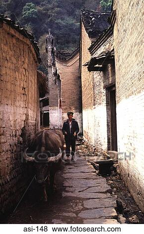 Ox with Peasant in Alleyway View Large Photo Image Stock Photo - Ox with Peasant in Alleyway. Fotosearch