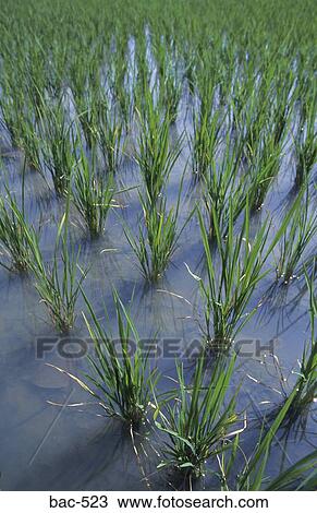 Paddy Field View Large Photo Image Stock Image - Paddy Field. Fotosearch