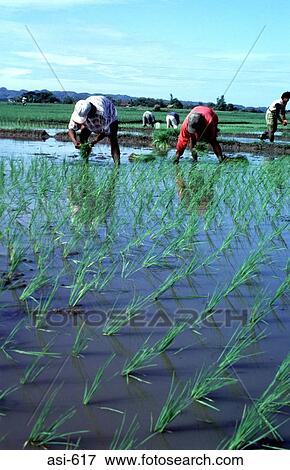 Stock Photo - Paddy Fields Luzon The Philippines Asia. Fotosearch