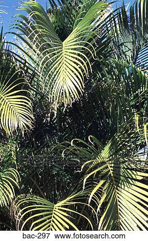 Palm Fronds Australia View Large Photo Image Stock Photo - Palm Fronds Australia. Fotosearch